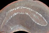 Fossil Tummy Tooth Worm (Didontogaster) Pos/Neg - Illinois #120947-2